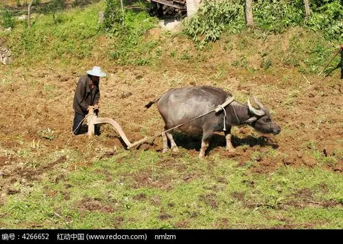 湖南益阳农民在田地耕作