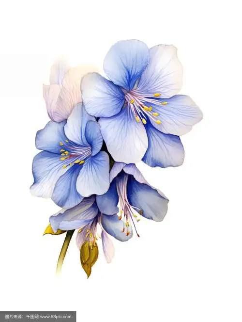 蓝雀花矢量手绘花元素