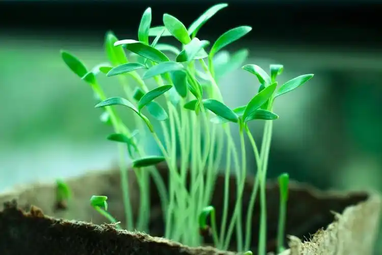 春天绿色园艺嫩芽植物背景图片绿色植物绿叶花藤绿色简约枝叶信封信纸