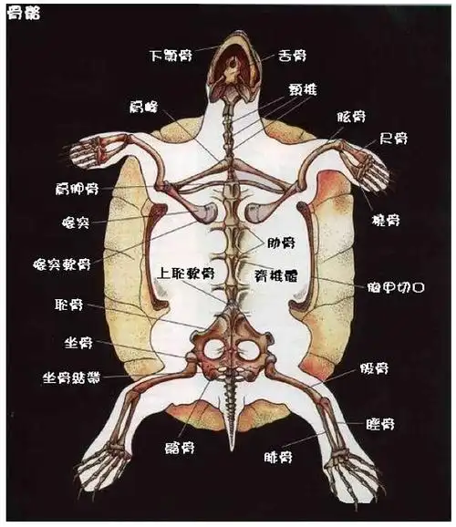 龟的生理构造