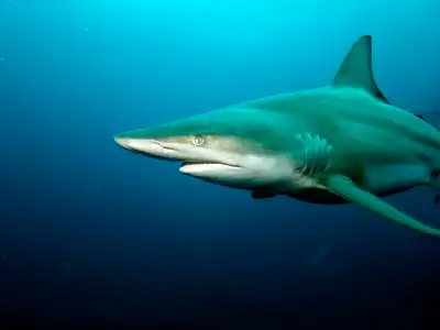 黑鳍鲨(角鲨)照片
