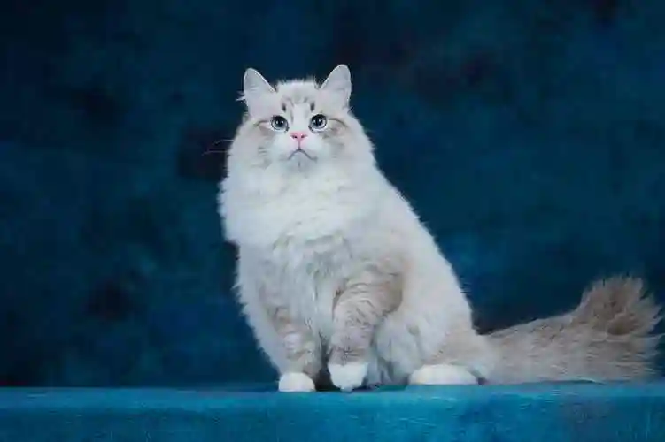 pouliforest西伯利亚森林猫