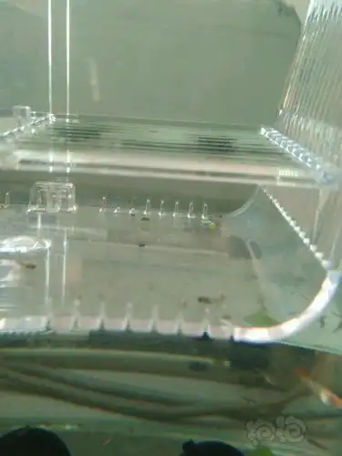 【孔雀鱼】孔雀鱼下了个卵,几个意思