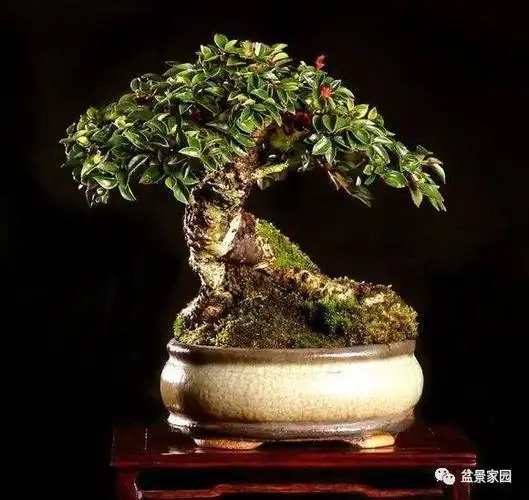 栒子盆景一个可能被你忽略的好品种小叶油亮红果诱人