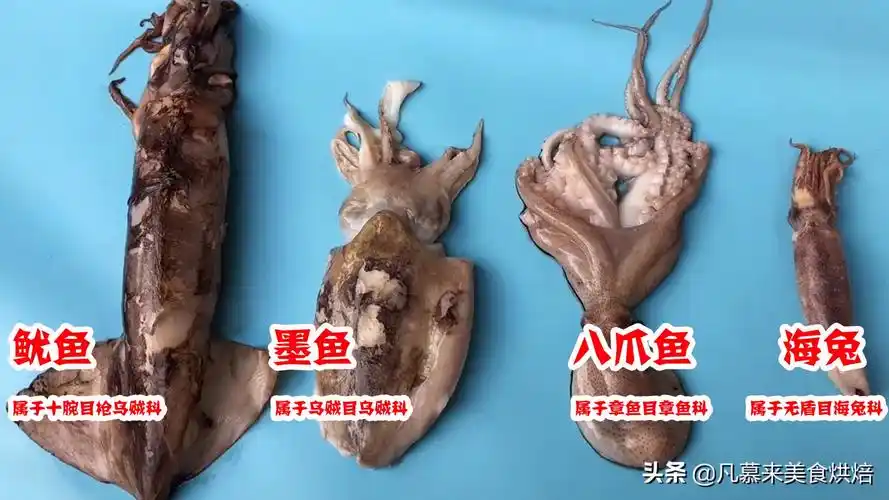 墨鱼与鱿鱼的区别图片(图文讲解二者之间的区别)