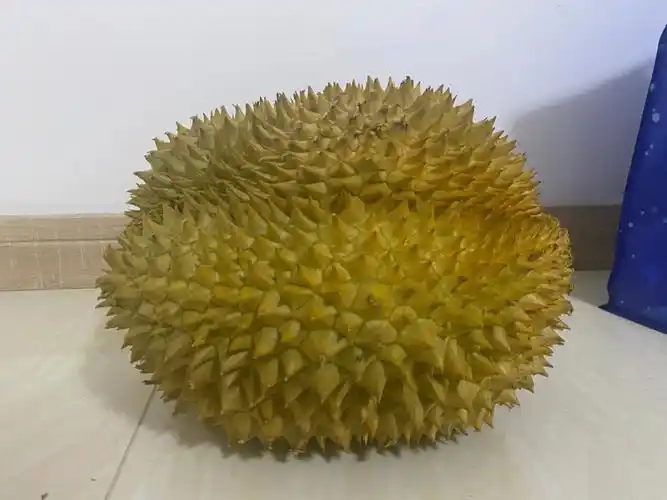 急急急10斤大榴莲遇到问题