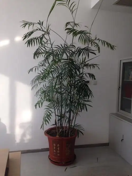 客厅养什么植物风水好(客厅阳台养什么植物风水好)