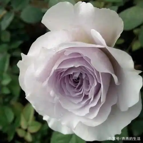 神秘浪漫高贵典雅的蓝色系月季来袭,你最喜欢哪一款呢?