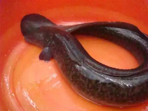 福建省鲈鳗养殖