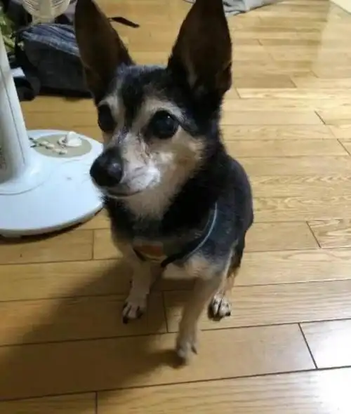 柯基的基因也太强大了!它的混血儿,长得都是那么的……一言难尽?