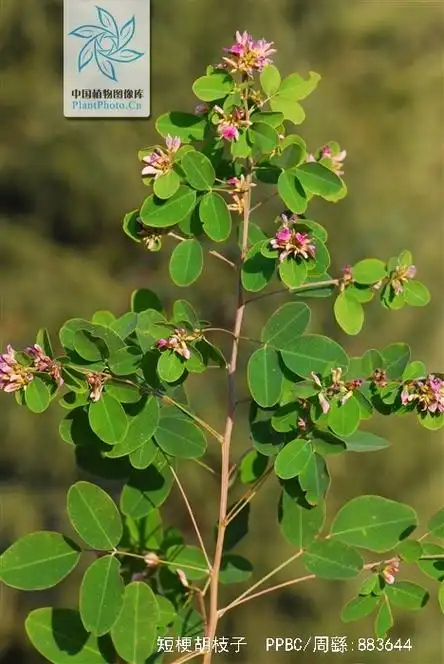 短梗胡枝子