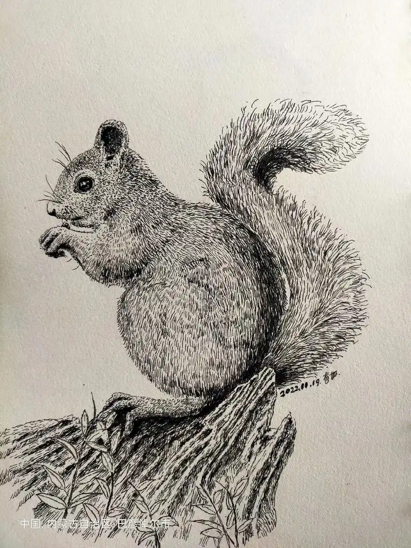 钢笔画 小松鼠.#钢笔画 #绘画过程分享 #素描动物 - 抖音