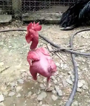 回老家休假, 看到一只红色无毛的动物, 细看后不淡定_浑身_毛都_公鸡