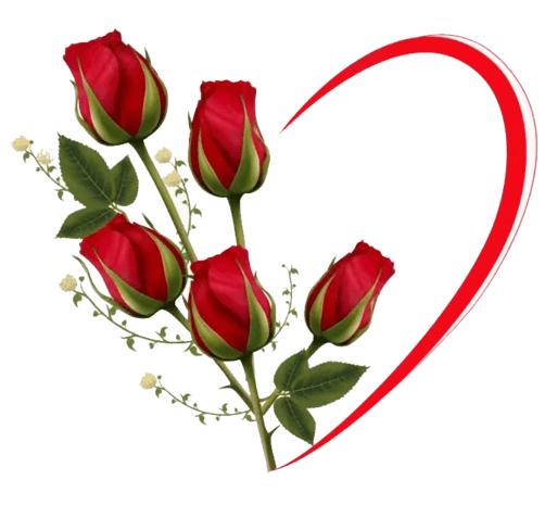 红玫瑰爱心花朵