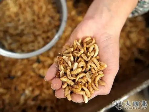 是榆中县城关镇李家庄面包虫养殖基地用尾菜养殖的高蛋白面包虫