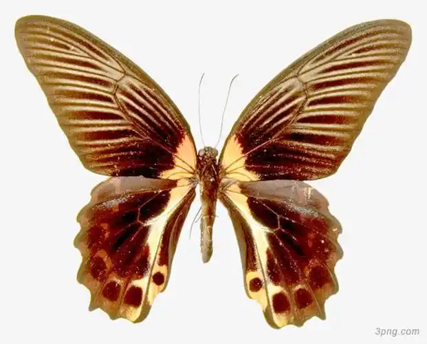 蝴蝶图案png素材透明免抠图片-其他元素