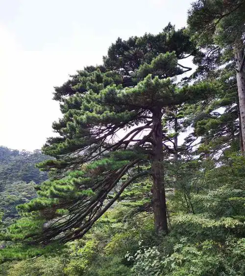 于梓涵 夏日文化走起来——皖南