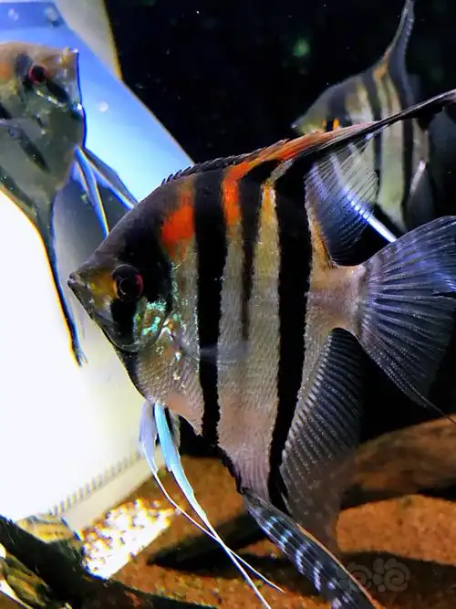 我心心念念的红背埃及