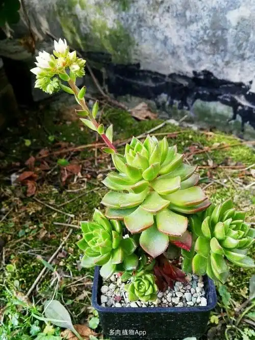 蒂亚开花——清新淡雅!