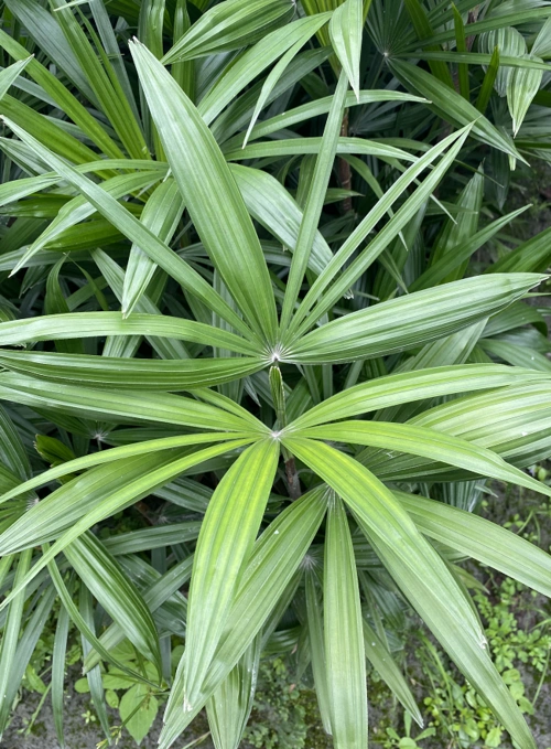 供应:小叶棕竹 高度40~150cm 冠幅25~80cm_其他竹类苗木_竹类苗木_食