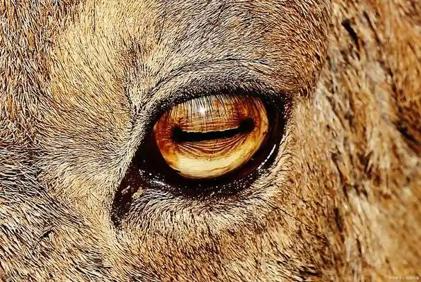 为什么动物的眼睛在黑夜里会发光?