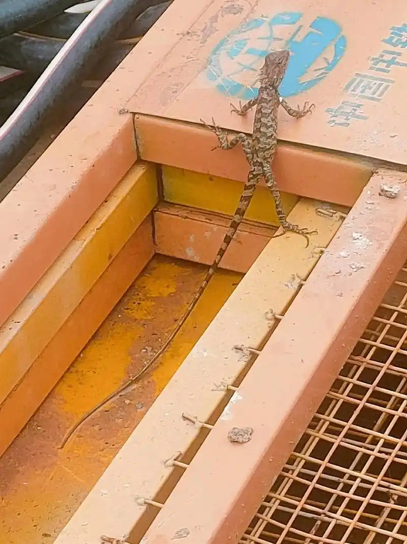 第一次看到这么一条四脚蛇,脖子是红的 - 抖音