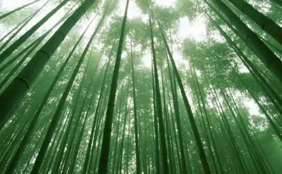 盘点中国十大吉祥花木 一起讨个好兆头(图)