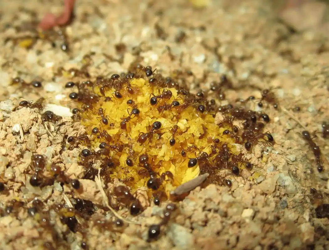 红火蚁之战①丨入侵17年传12省份毒蚂蚁为何危害这么大