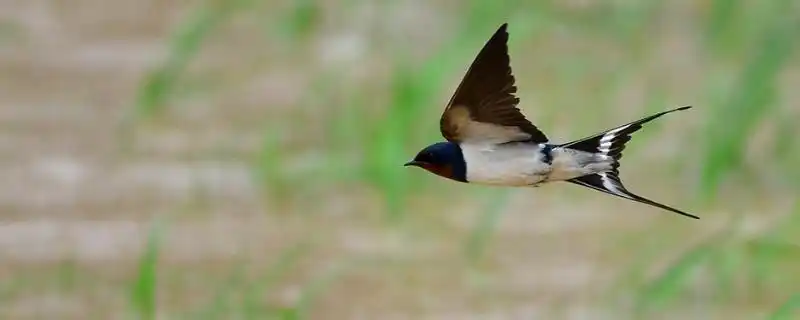 燕子飞行的姿势是什么