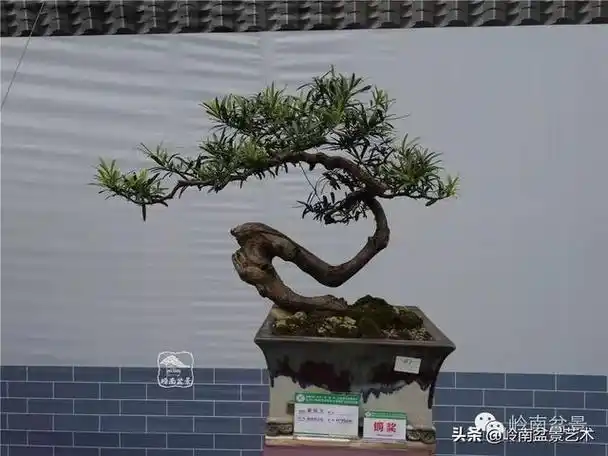 台湾罗汉松,飘逸优雅的海岛罗汉松盆景(台湾罗汉松的养殖方法和注意