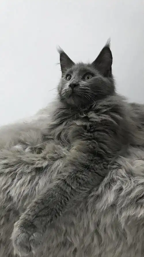 深圳5000出一只纯蓝色缅因猫,现在一岁半,还没绝育