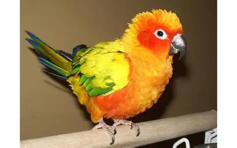 金太阳鹦鹉一只