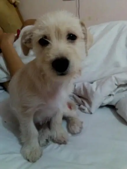 哈哈 请大家帮我看看我家这个是和雪纳瑞串的,看看串的怎么样,现在是3