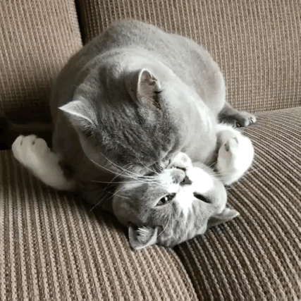 猫咪萌宠可爱沙发躺着gif动图_动态图_表情包下载_soogif