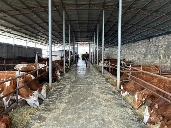 奋进的春天新铺镇用活肉牛养殖好政策推动牛经济高质量发展