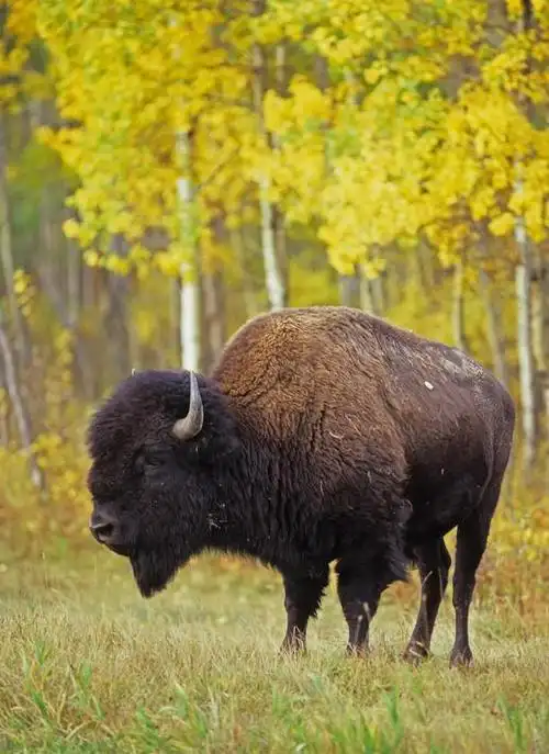 美洲野牛:雄性交配前,先将工具按到草丛中摩擦|灭绝|母牛|动物_网易