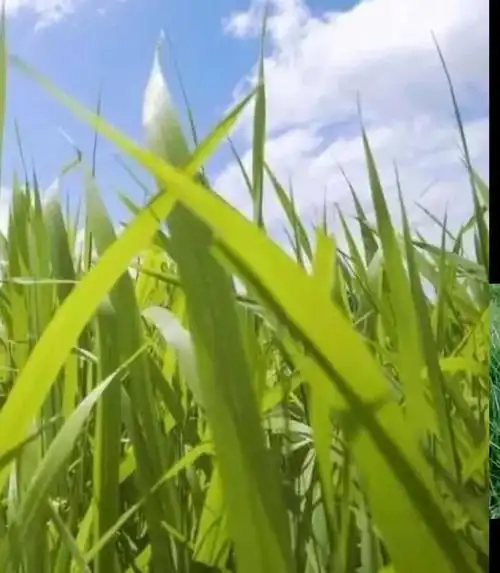 尖毛草的智慧:向下扎根,向上生长 🌱