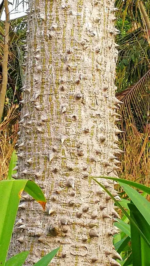 木棉树干长有很多刺钉