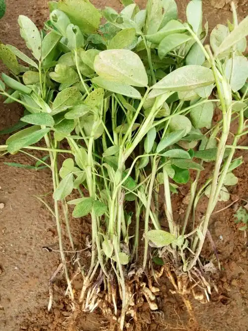 地膜花生,3年生土,植株高15公分左右.不长,没有化控.沙土.