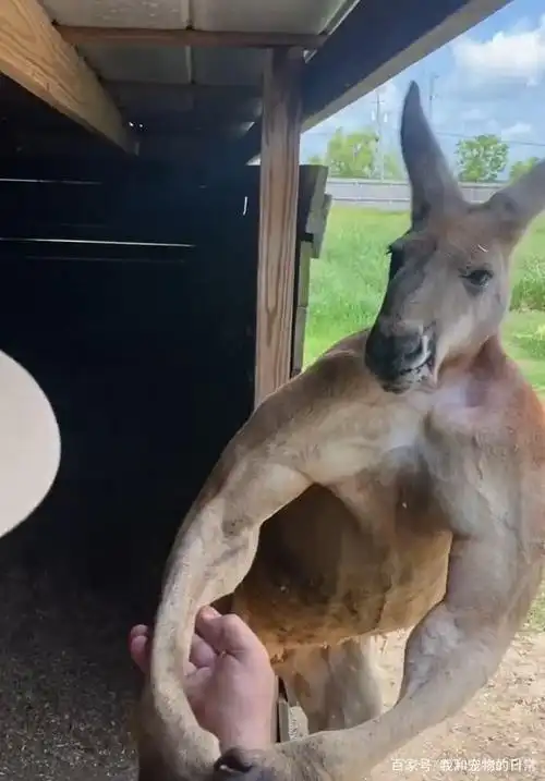 袋鼠露出满身肌肉,狂秀健美二头肌,网赞:是袋鼠界馆长!