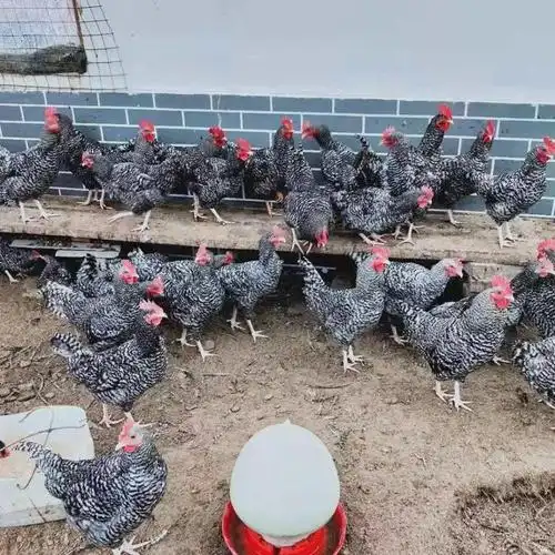 芦花鸡养殖 纯种鸡苗批发价格 散养芦花鸡市场价格