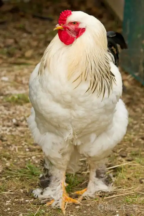 白公鸡