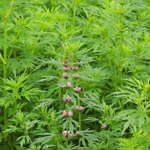 益母草艾包红花云母九重种子益母简单叶简单四季观家庭园艺种子