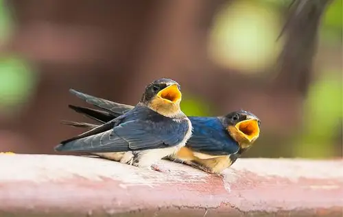 圆明园拍燕子喂雏