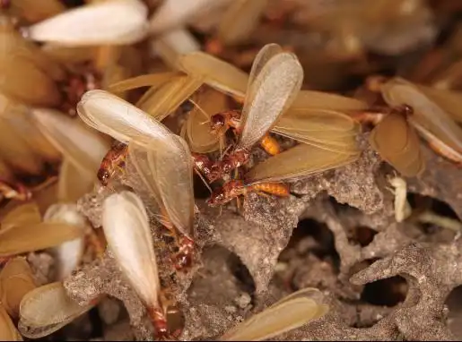 两种白蚁不仅"长相"不太一样,其实分飞时间也有"先来后到"