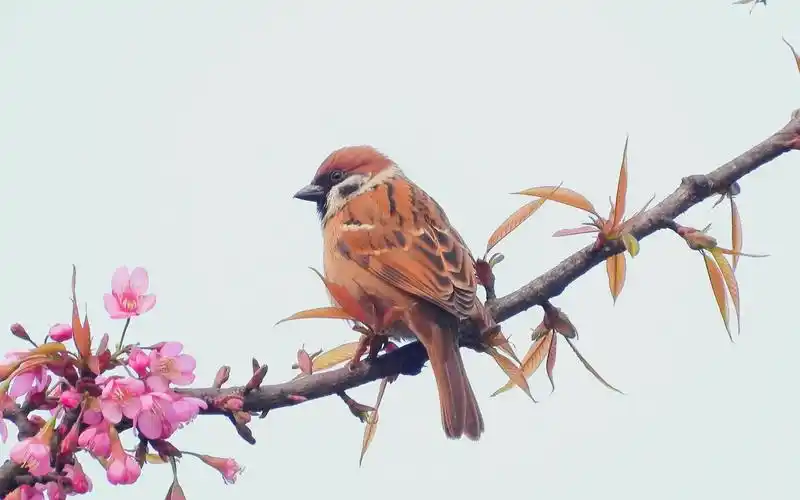 花鸟视频樱花麻雀鸟语花香麻雀叫声难得拍到