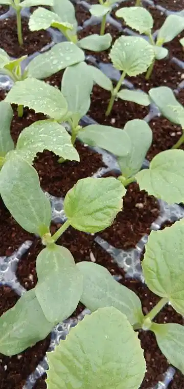 哈密瓜幼苗叶片变皱是咋回事