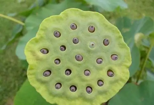 超恶心的密集恐惧症图片大全 密集测试图欢迎挑战(慎入)