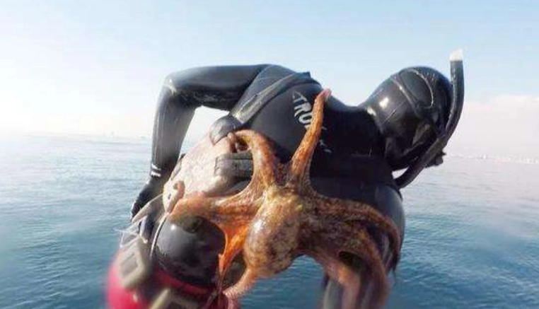 巨型章鱼想拉男子下水,结果反被拉上岸,这么大一只可有口福了