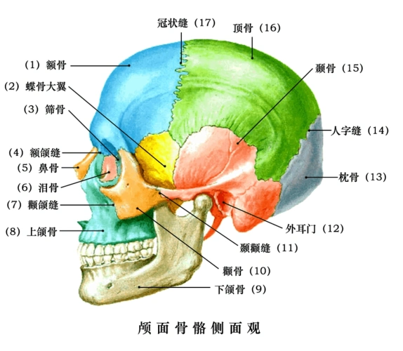 口腔颌面部骨骼肌肉解剖图谱